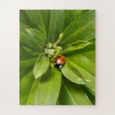Search for ladybird puzzles Insect