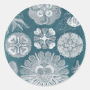 Recherche de meduse autocollants Vie marine