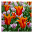 Search for orange tulip posters Flowers