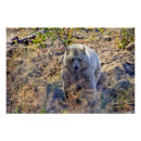 Recherche de rare posters Faune