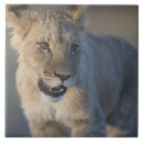 Search for namibia tiles Wildlife