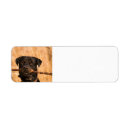 Search for rottie return address labels Pet