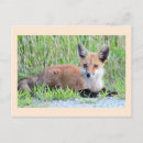 Search for kit postcards Red fox kit