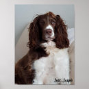 Search for springer spaniel posters Cute
