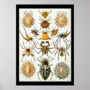 Recherche de arachnide art Brun