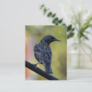 Search for starlings postcards Wildlife