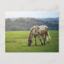 Recherche de appaloosas cartes postales Cheval
