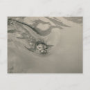 Recherche de otaries cartes postales Mer
