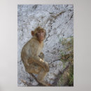 Recherche de monkeys art Animaux