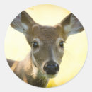 Search for white tail buck stickers White tailed deer