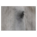 Recherche de âme photographie Animal