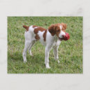 Recherche de brittany cartes postales Dog