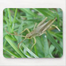 Search for grasshopper mousepads Bugs
