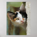 Search for cute and funny animal pictures posters For her
