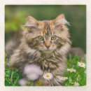 Recherche de chaton drôle dessous de verres Photographie