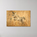 Search for colourful animal canvas prints Endangered species