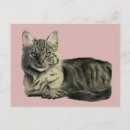 Recherche de joli chat cartes postales Mignon