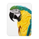 Search for parrot magnets Watercolor