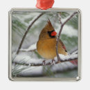 Search for female cardinal ornaments Nature