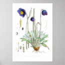 Search for blue poppies posters Flower