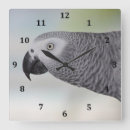 Search for african clocks African grey parrot