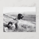 Recherche de cockers anglais cartes postales Dog