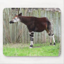 Search for endangered animals electronics Mammal
