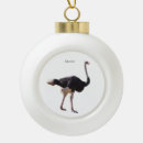 Search for ostrich ornaments Nature