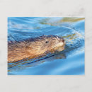 Search for ecologic postcards Wildlife