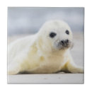 Search for tiled image Nature