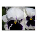 Search for pansy flower postcards Delicate