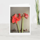 Search for amaryllis christmas cards Flower