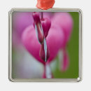 Search for dramatic ornaments Colour
