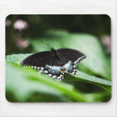 Search for swallowtail butterfly electronics Nature