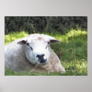 Search for cool sheep posters Funny