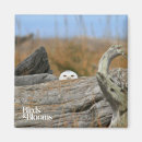Search for ornithology magnets Birds of prey