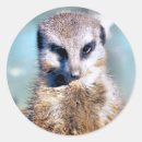 Search for meerkat stickers Animals