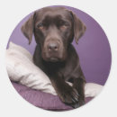 Search for chocolate labrador retriever stickers Puppies