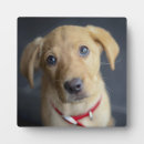 Search for fox plaques Photography