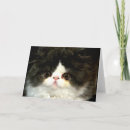 Search for ragdoll kitten cards Pet