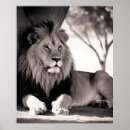 Recherche de lion blanc posters Moderne