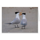 Search for terns Royal tern