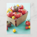 Recherche de tomates cartes postales Récolte