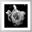 Search for black tulip posters Botanical