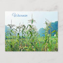 Search for stalk postcards Corn