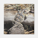 Search for will be toad magnets Reptile