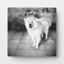 Recherche de compagnon photographie Chien