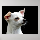 Search for black chihuahua posters White