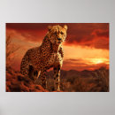 Search for cheetah animal posters Wildlife