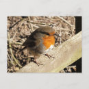 Recherche de robin cartes postales Mignon